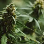 frontiers in pain research cannabis pain cancer oncology patients Growing Cannabis: Is It Worth It?